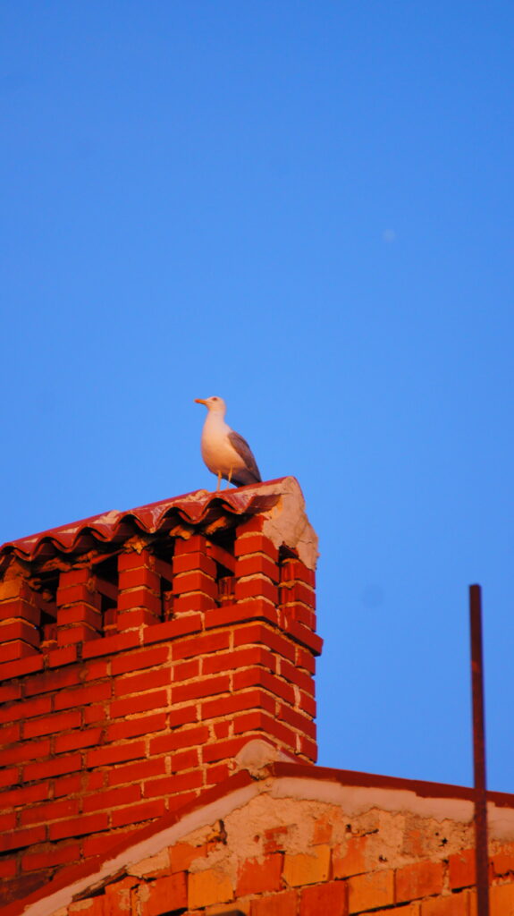 sony dsc